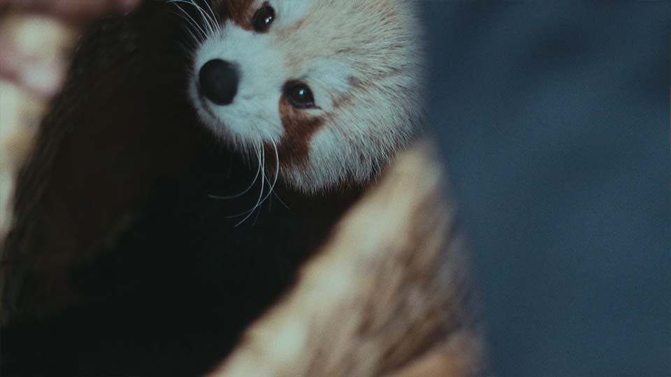 "A Red Panda's Tale: 'Wildfire' Documentary"